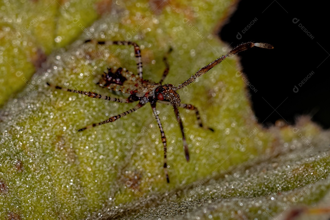 Ninfa de inseto de patas folhosas da família Coreidae