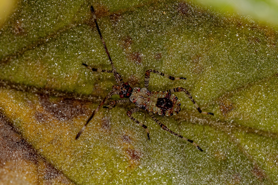 Ninfa de inseto de patas folhosas da família Coreidae