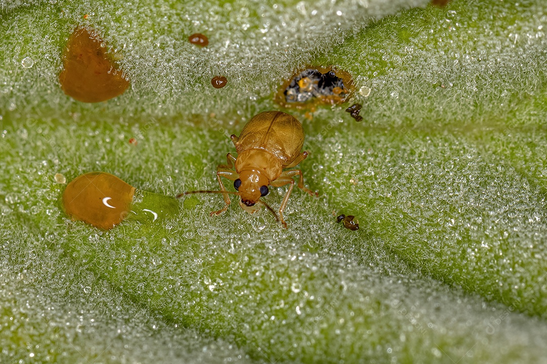 Inseto sobre floresta