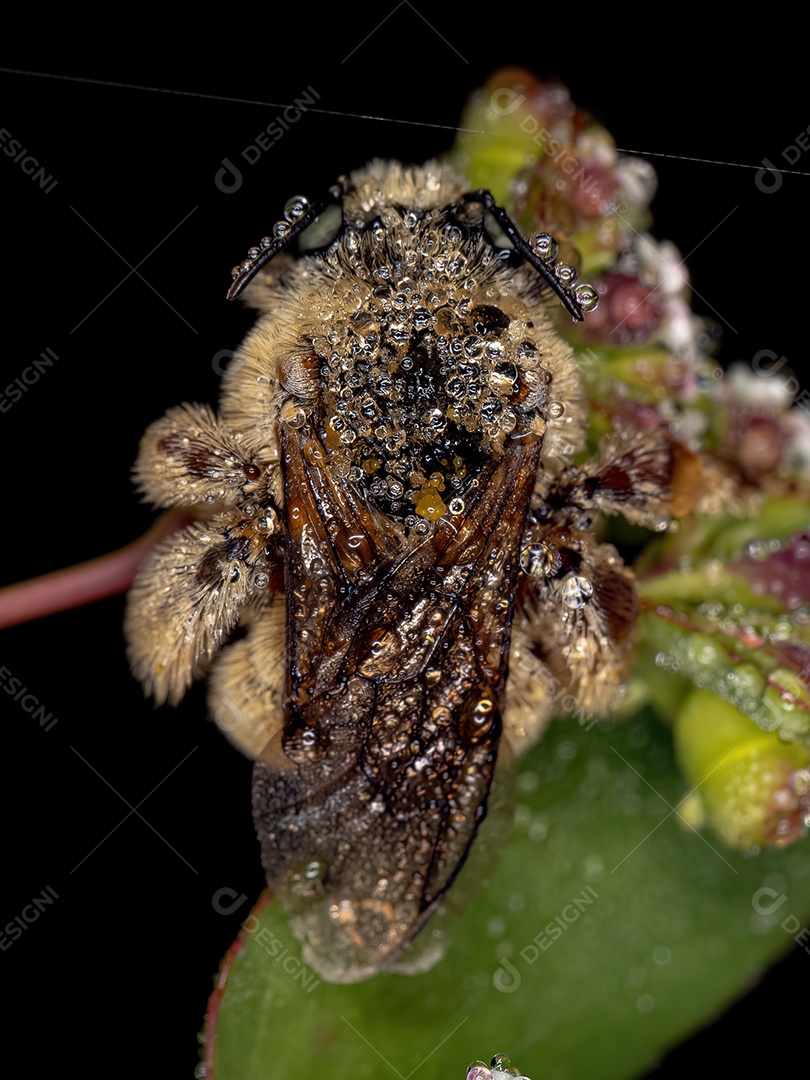 Inseto sobre floresta