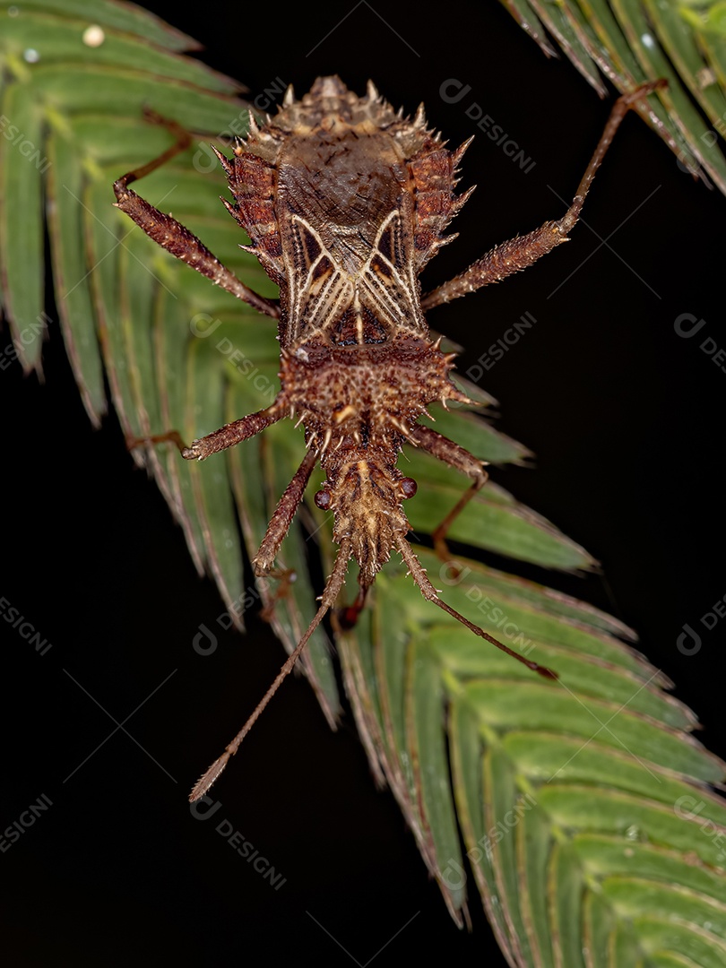 Inseto sobre floresta