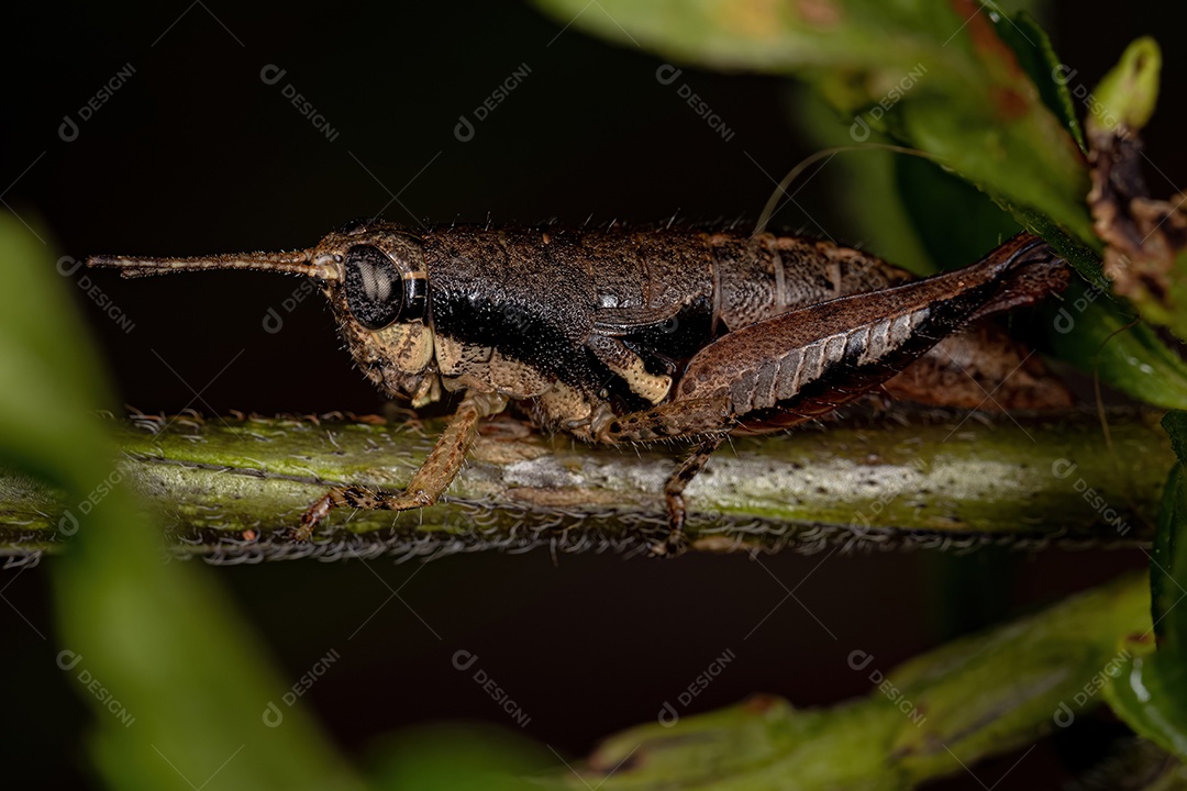 Ninfa de gafanhoto de chifre curto do gênero Eujivarus
