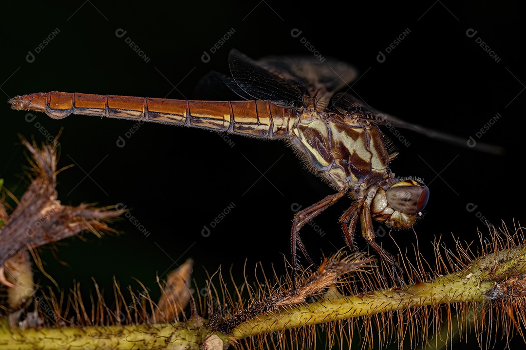 Skimmer Rei Tropical Adulto do Gênero Orthemis