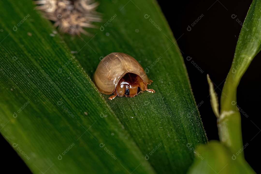 Fase tenral Lady Beetle que se alimenta de escamas e que acabou de ter ecdise