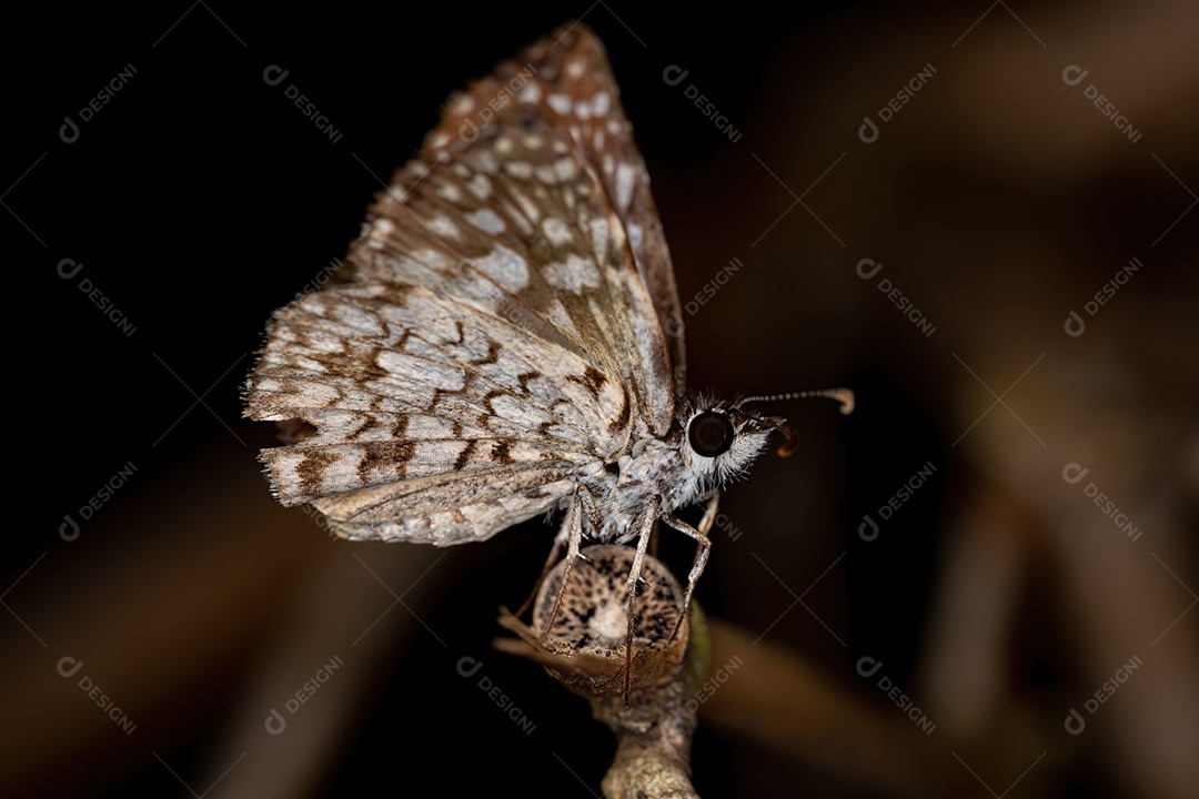 Inseto mariposa adulto Orcus Checkered-Skipper da espécie Burnsius orcus