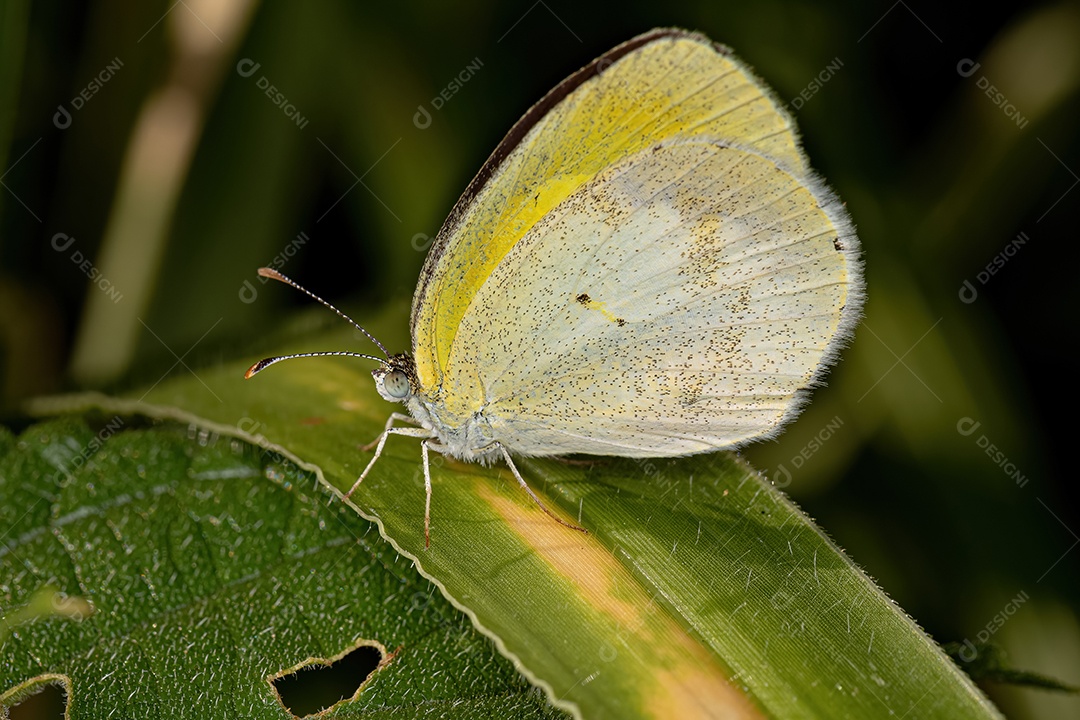 Borboleta amarela listrada adulta da espécie Eurema elathea