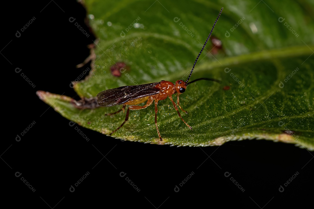 Vespa braconídea adulta da família Braconidae
