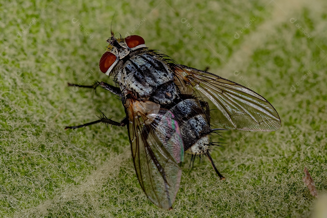 Mosca de cerdas adulta da família Tachinidae