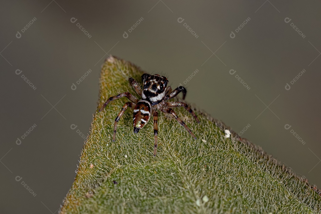 Pequena aranha saltadora macho da espécie Philira micans