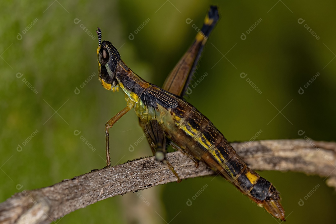 Macaco Verde Gafanhoto da espécie Temnomastax hamus