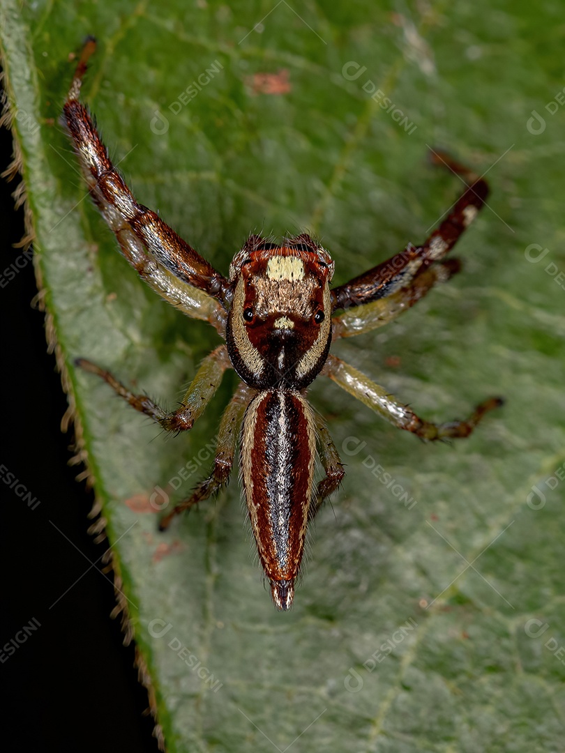 Aranha saltadora adulta do gênero Asaracus