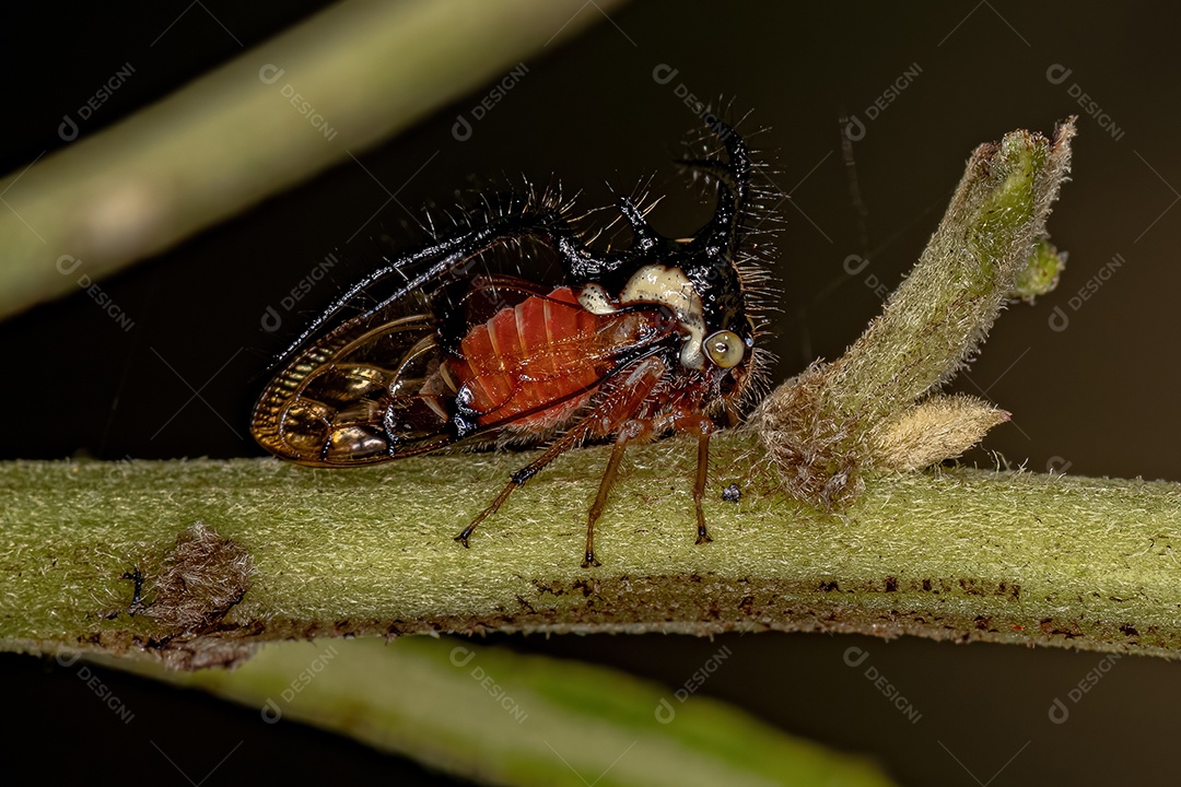 Cigarrinha adulta Inseto da espécie Cyphonia trifida