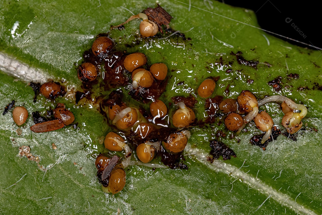 Pequenas sementes amarelas em substância gelatinosa dispersor de sementes de fezes de animais de morcego