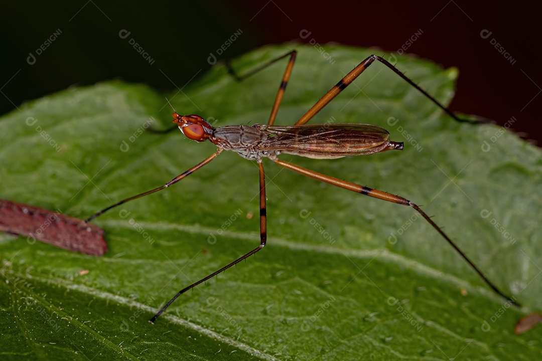Mosca pernalta adulta do gênero Micropeza