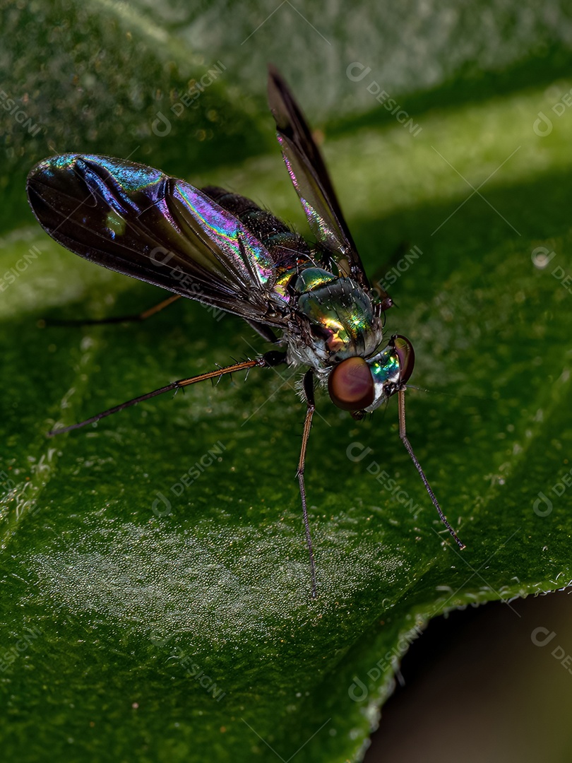 Mosca pernalta adulta da família Dolichopodidae