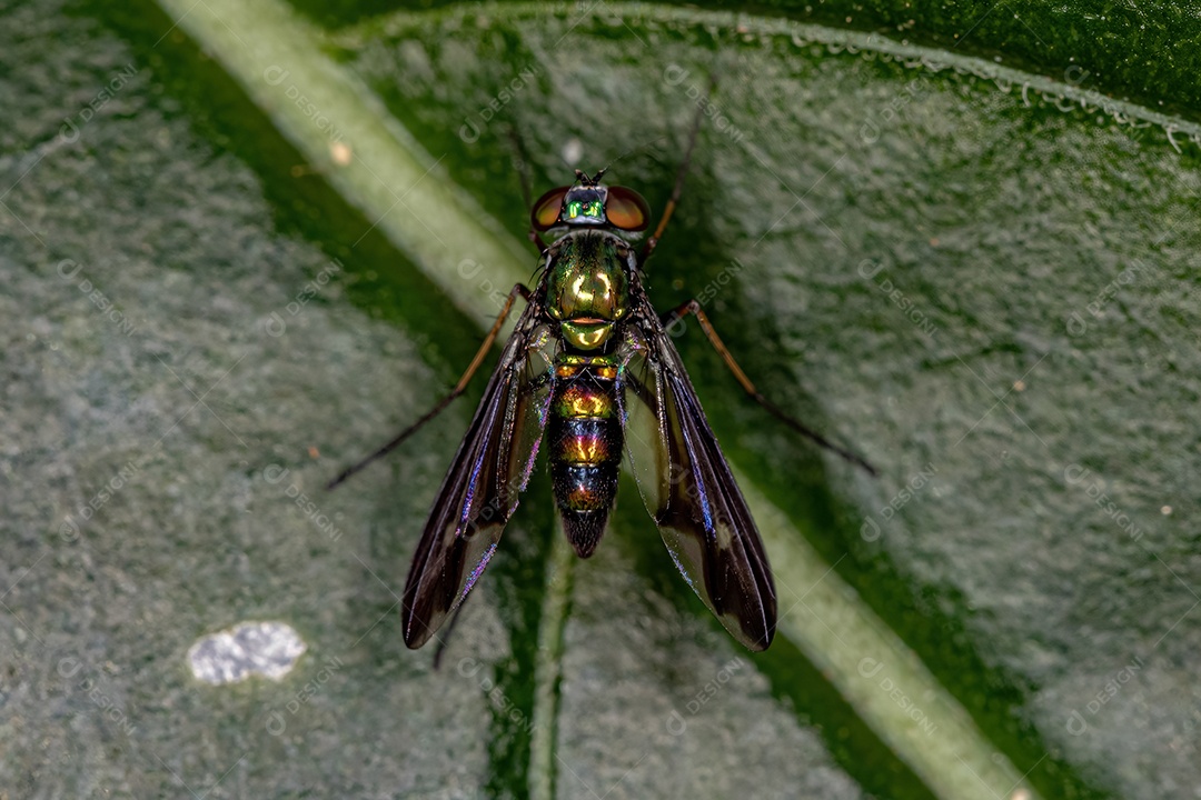 Mosca pernalta adulta da família Dolichopodidae