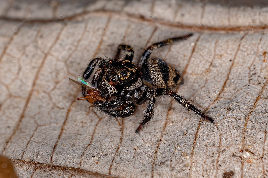 Pequena aranha saltadora do gênero Corythalia atacando uma formiga fêmea adulta rainha do gênero Pseudomyrmex