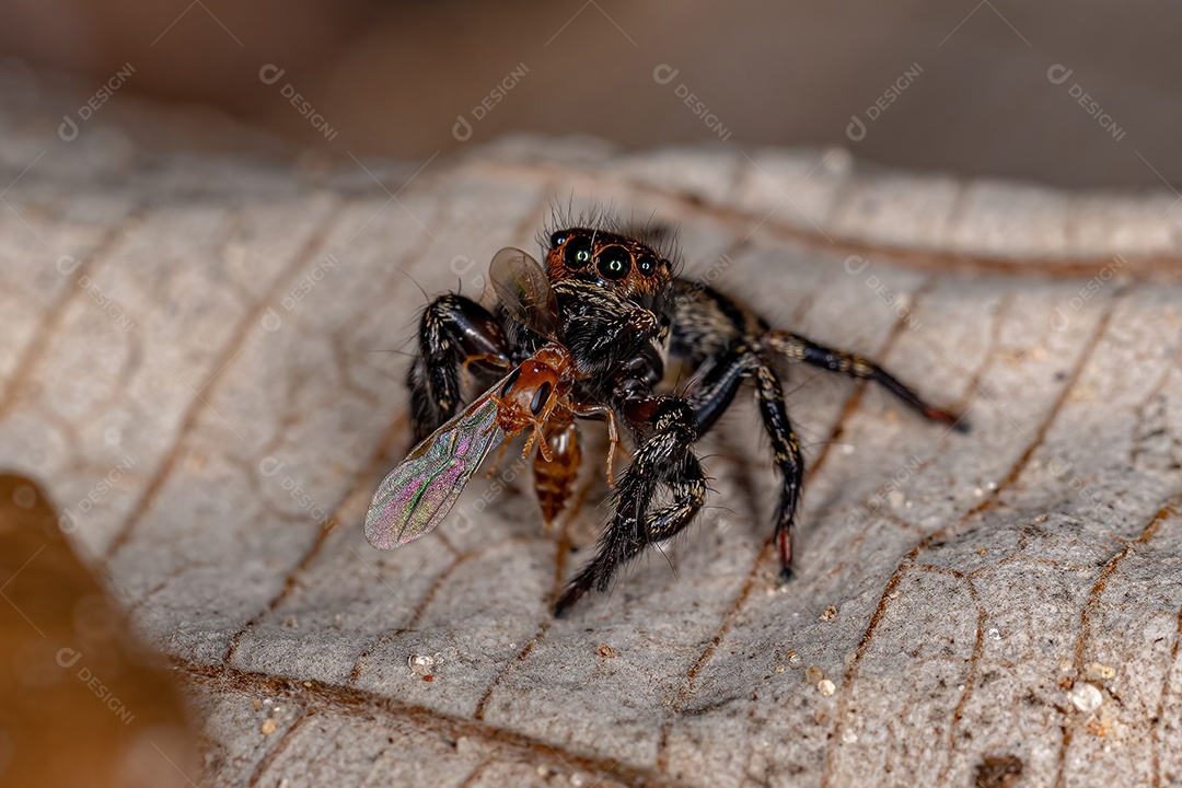 Pequena aranha saltadora do gênero Corythalia atacando uma formiga fêmea adulta rainha do gênero Pseudomyrmex