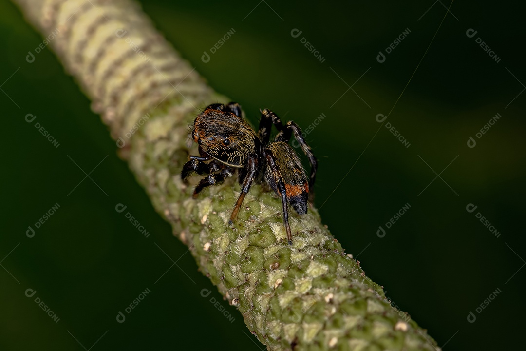 Pequena aranha saltadora do gênero Phiale
