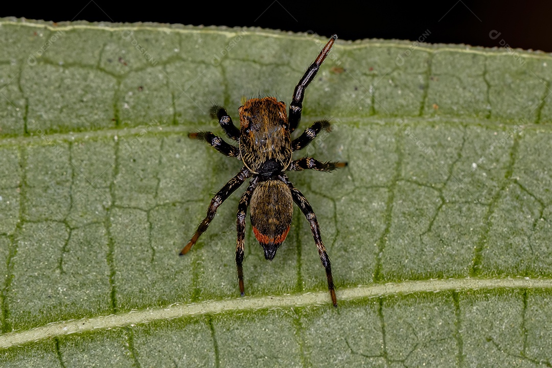 Pequena aranha saltadora do gênero Phiale