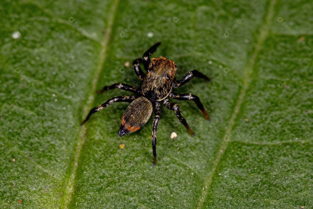 Pequena aranha saltadora do gênero Phiale