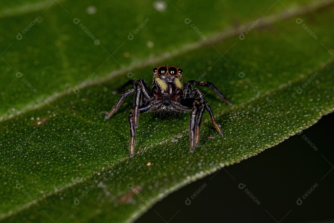 Pequena aranha saltadora do gênero Phiale