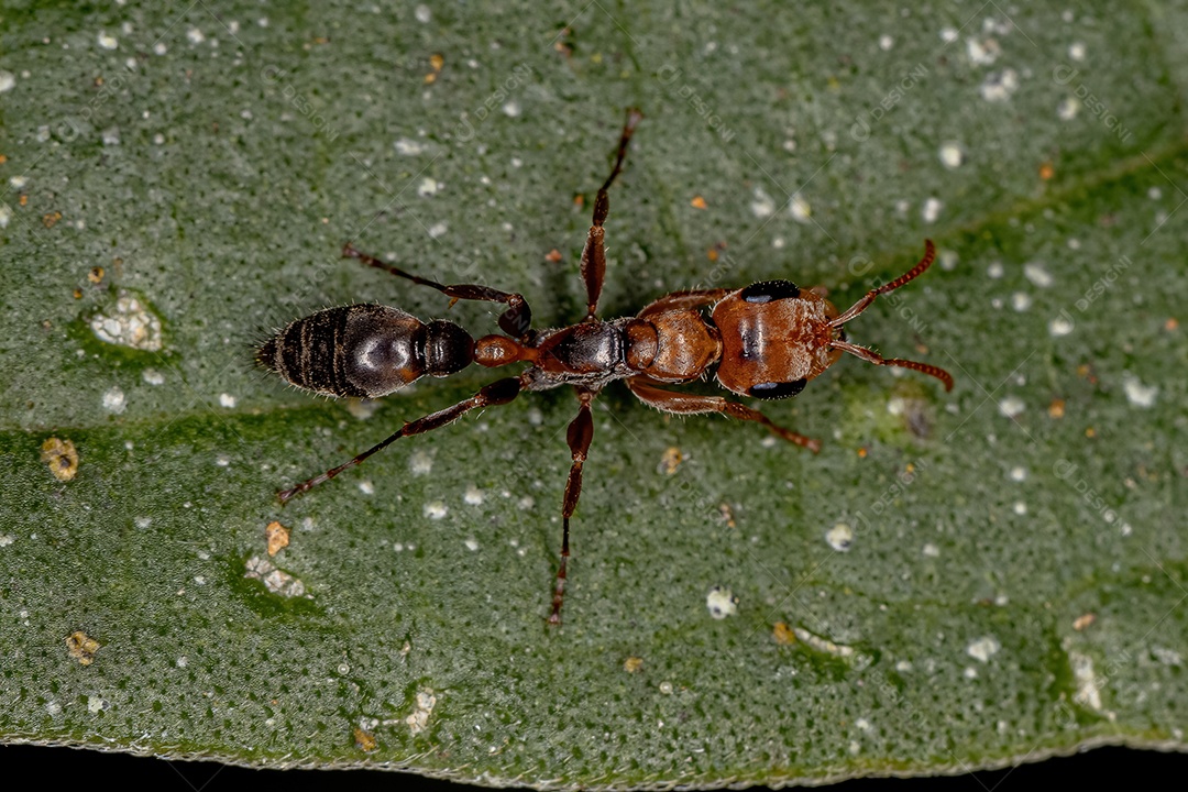 Formiga de galho fêmea adulta do gênero Pseudomyrmex