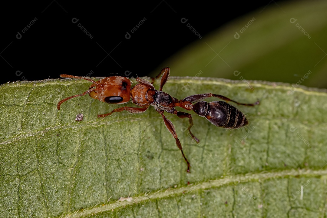 Formiga de galho fêmea adulta do gênero Pseudomyrmex