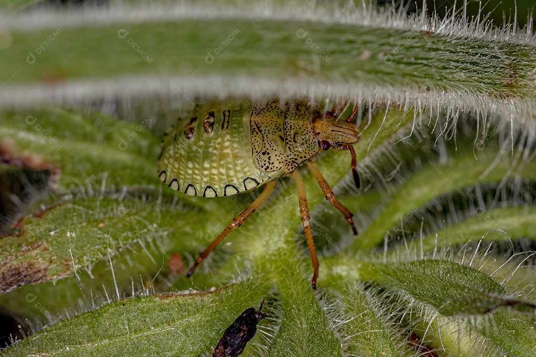 Percevejo Ninfa do gênero Euschistus.