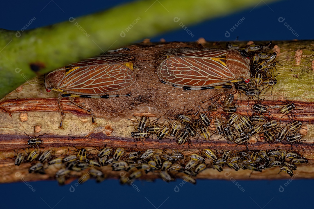 Pequena aranha saltadora macho do gênero Messua