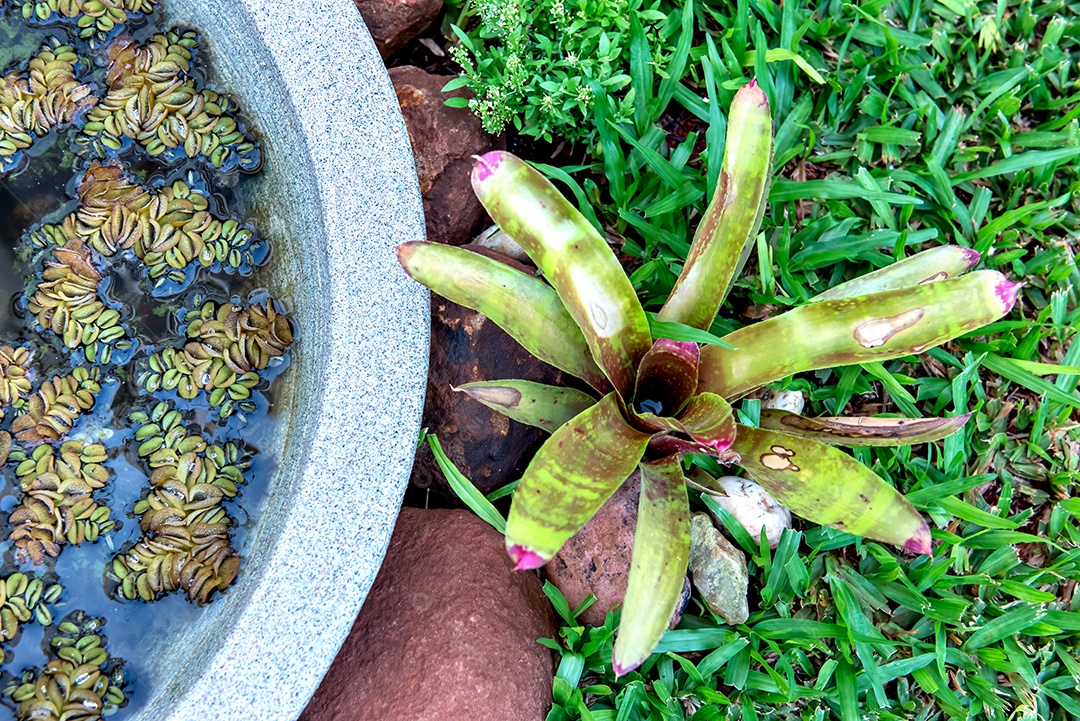 Bela flor de bromélia ao lado do lago e vista superior do gramado