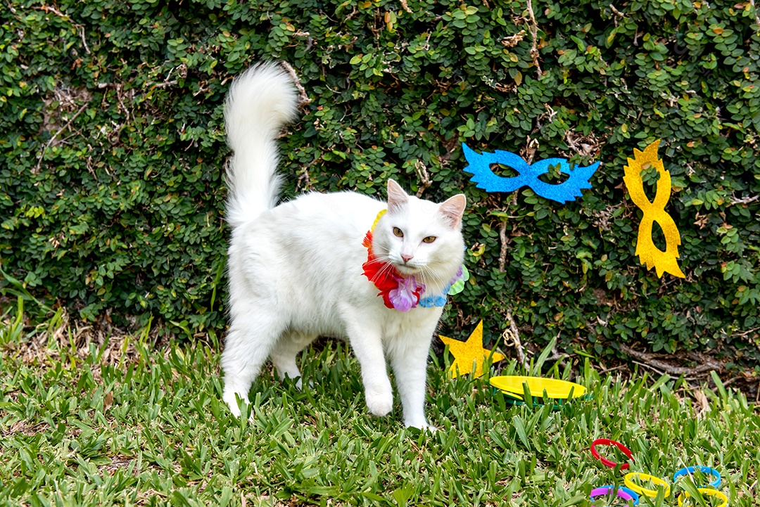 Carnaval de animais de estimação brasileiro, lindo gato branco em fantasia de carnaval