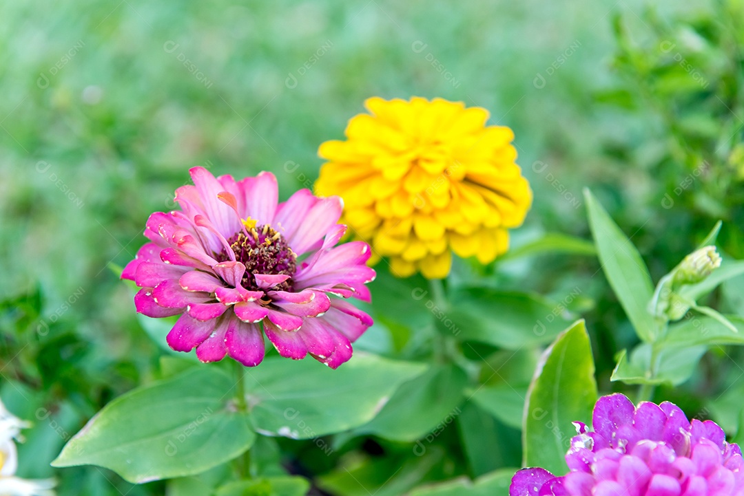 Fechar a flor roxa com a flor amarela ao fundo