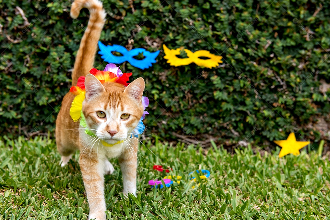 Carnaval de estimação, gato branco na festa de carnaval