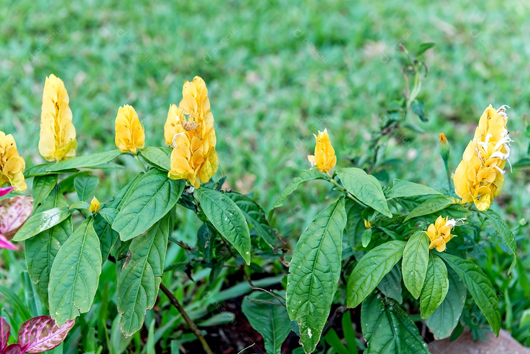 Pachystachys lutea, conhecida como planta de camarão dourado ou pirulito