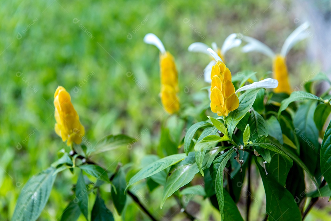 Pachystachys lutea, conhecida como planta de camarão dourado ou pirulito