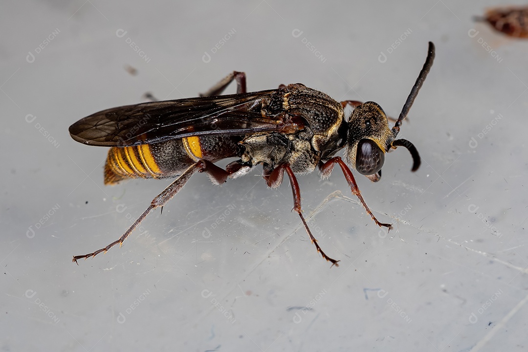 Pequena vespa adulta da família Crabronidae