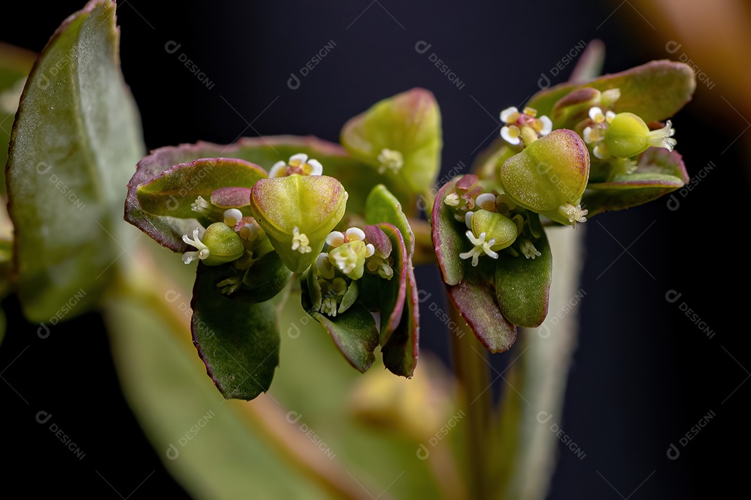 Hyssop Spurge Planta da espécie Euphorbia hyssopifolia