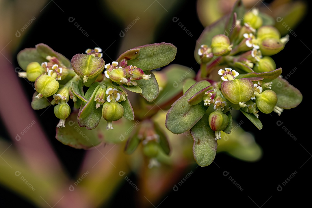 Hyssop Spurge Planta da espécie Euphorbia hyssopifolia