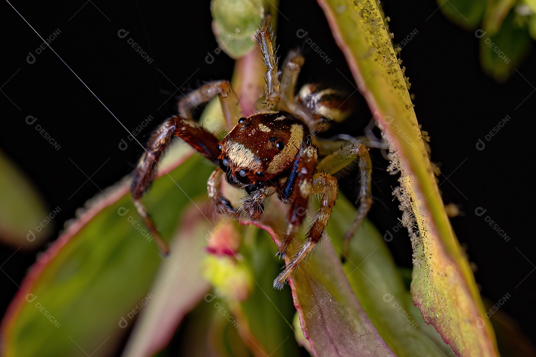Aranha saltadora adulta do gênero Asaracus
