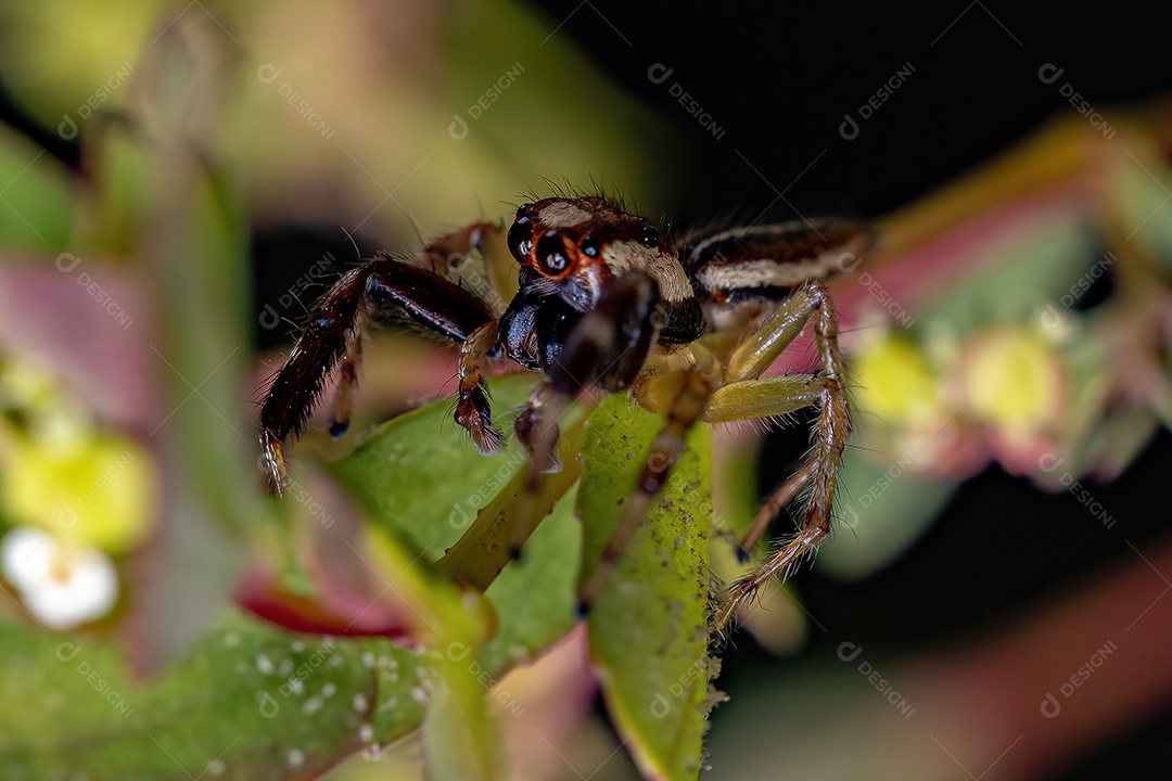 Aranha saltadora adulta do gênero Asaracus