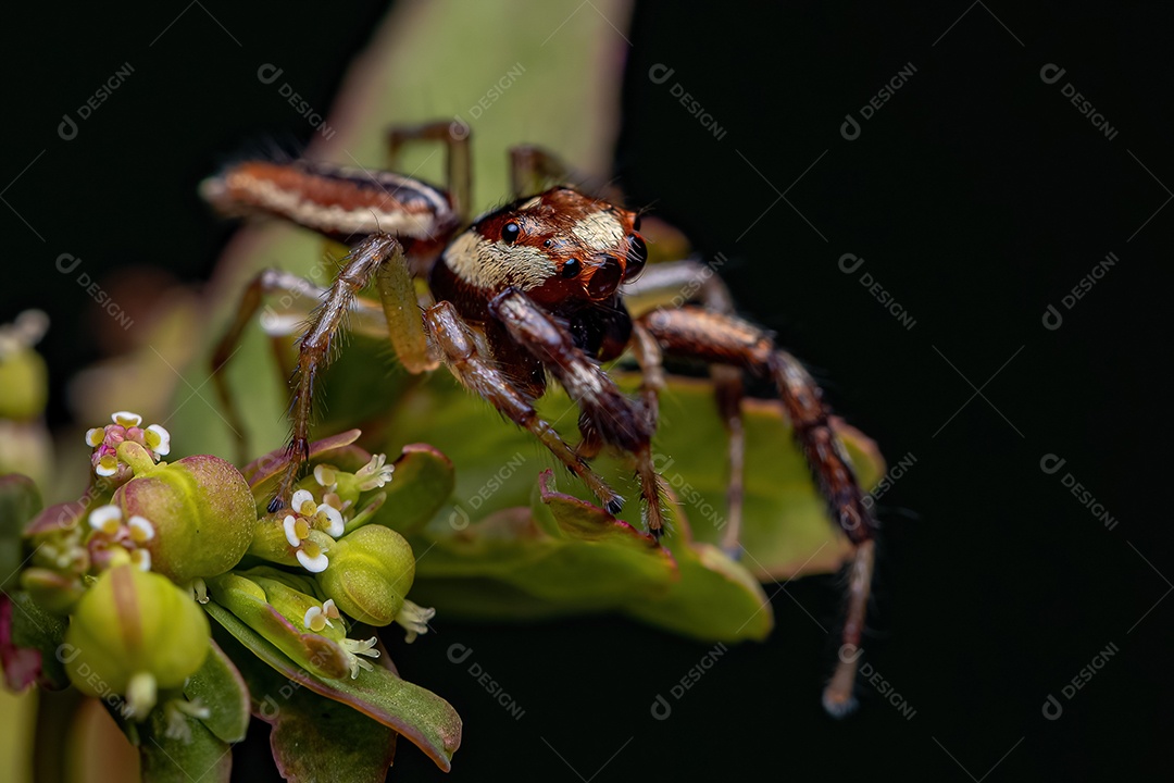 Aranha saltadora adulta do gênero Asaracus
