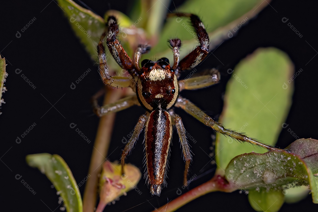 Pequena aranha saltadora macho do gênero Messua