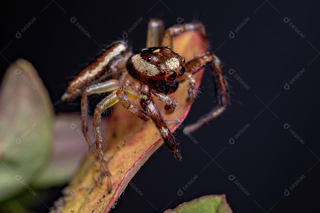 Aranha saltadora adulta do gênero Asaracus