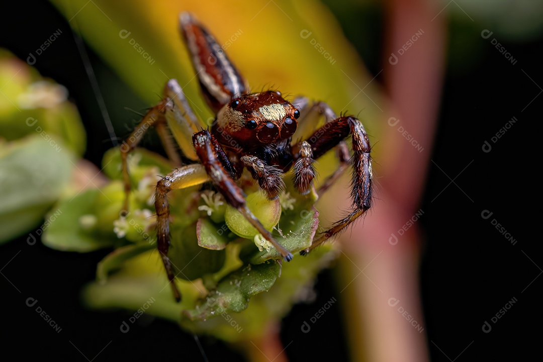 Aranha saltadora adulta do gênero Asaracus