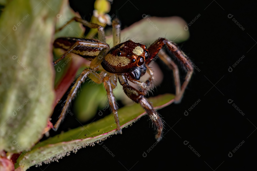 Aranha saltadora adulta do gênero Asaracus