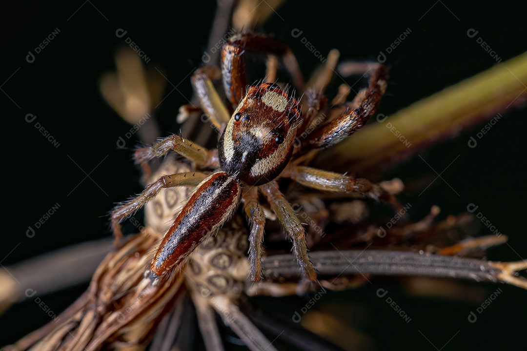 Aranha saltadora adulta do gênero Asaracus