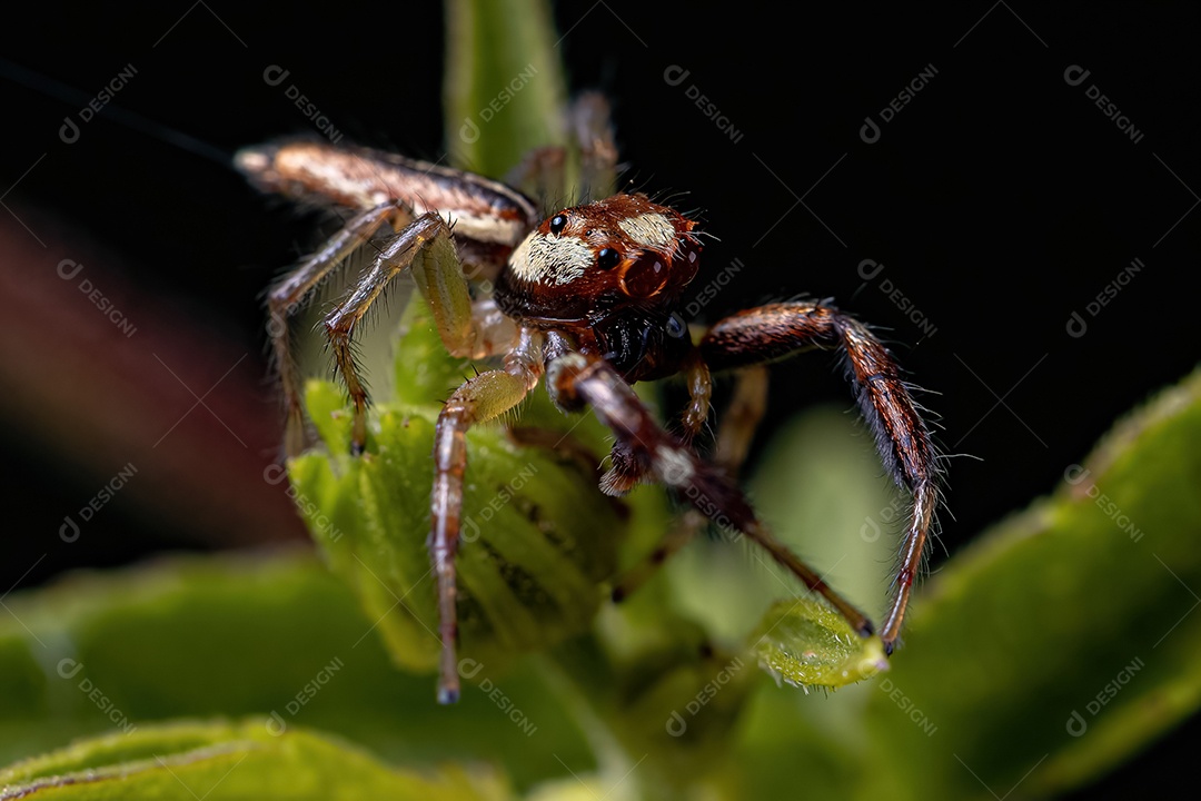 Pequena aranha saltadora macho do gênero Messua