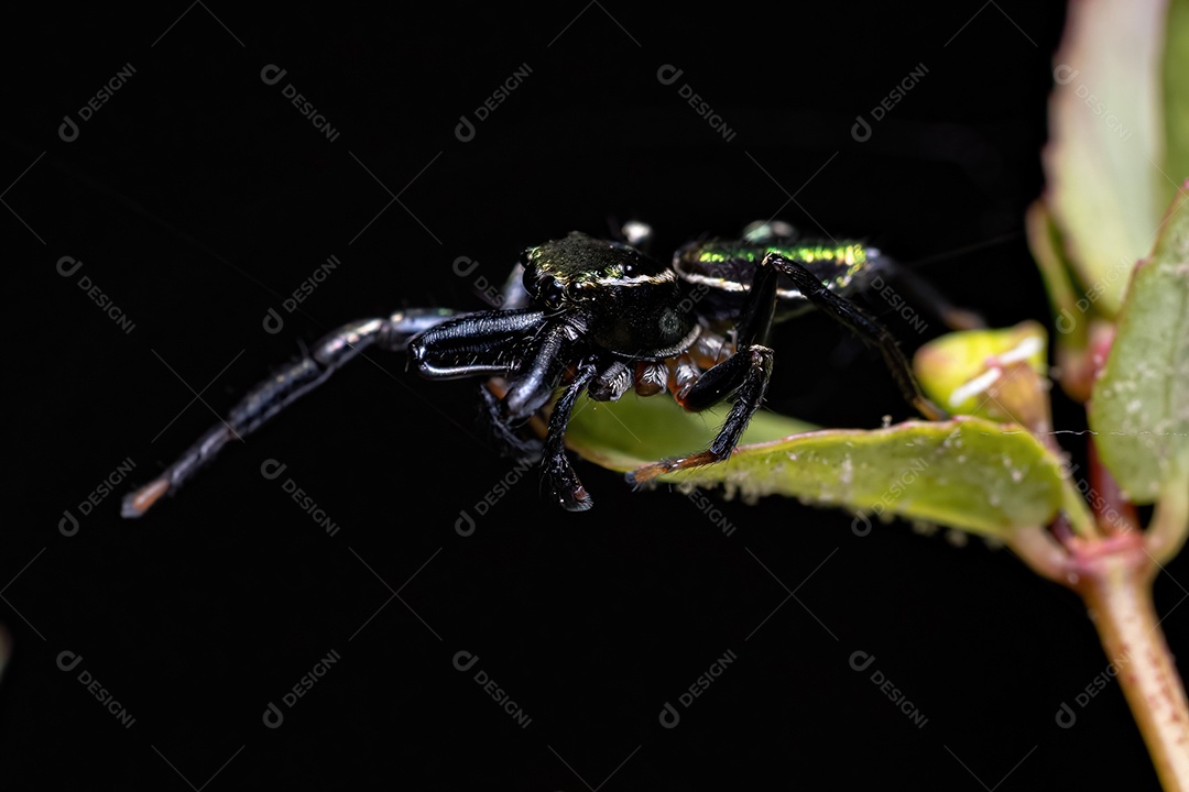 Pequena aranha saltadora macho do gênero Messua
