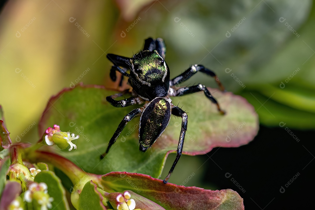 Pequena aranha saltadora macho do gênero Messua